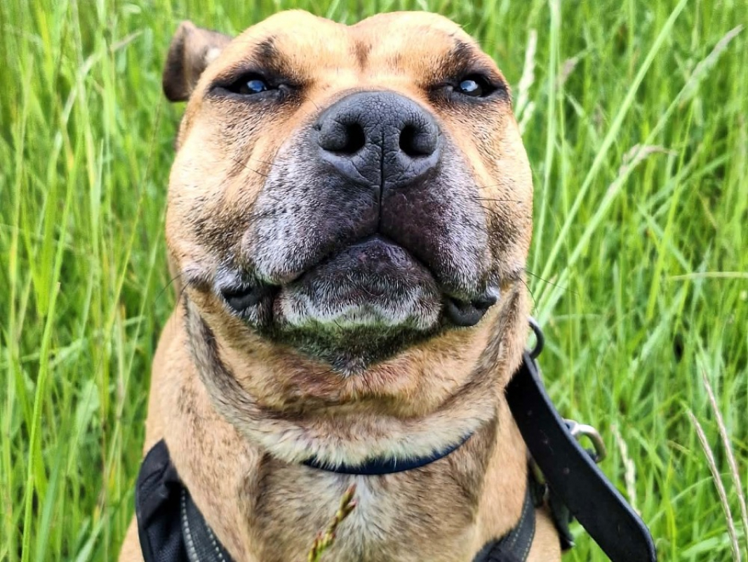 Photo #11 de Shenzi