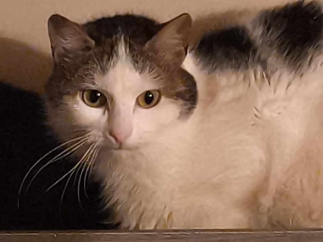 Photo de Petit blanc