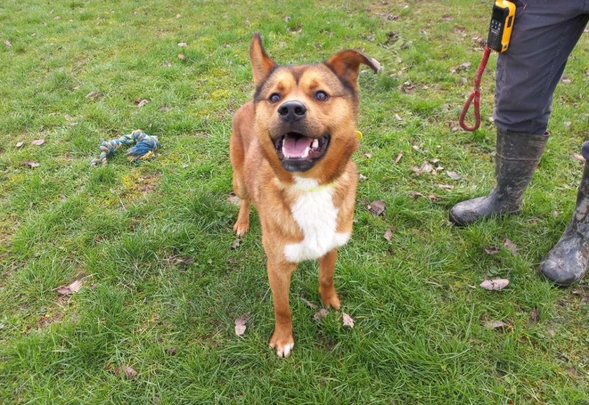 Michel - Chien à adopter