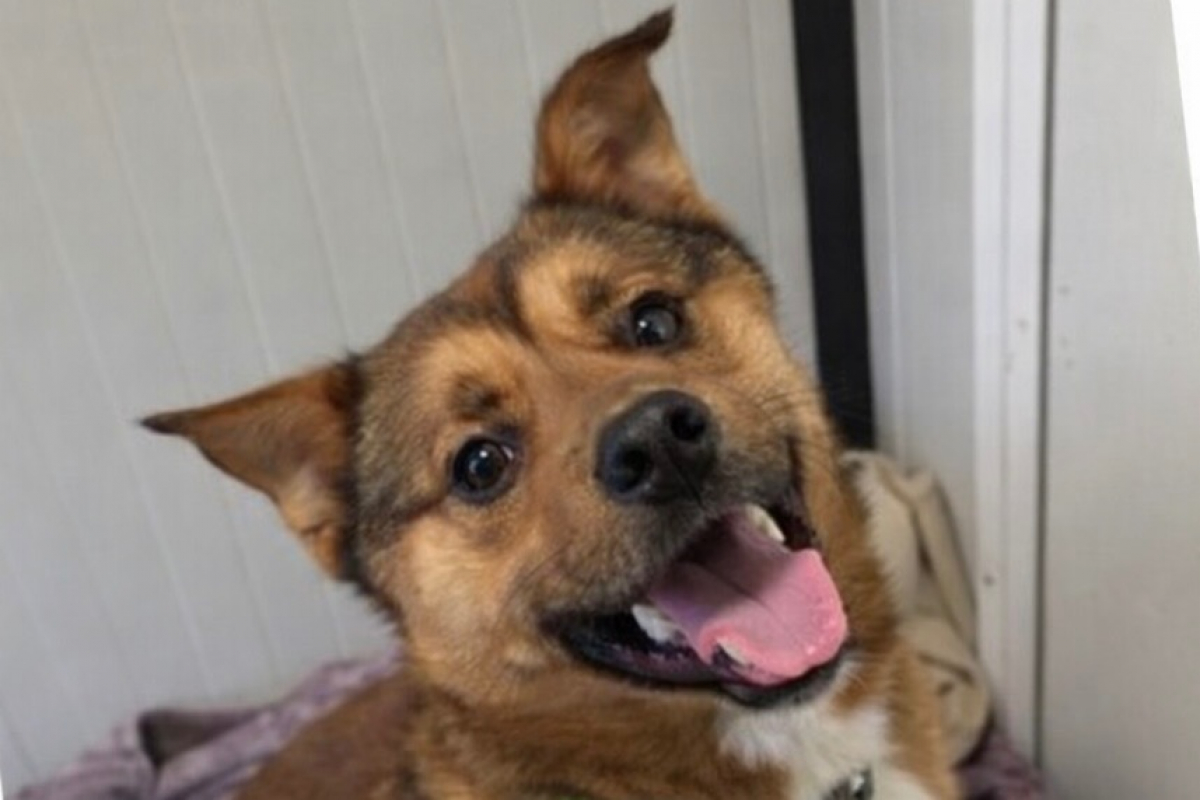 Michel - Chien à adopter - photo 2