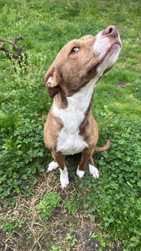 Photo #1 de BULL 2 ans, super chien aussi mignon qu'adorable !