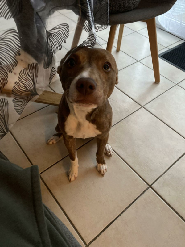 Photo #2 de BULL 2 ans, super chien aussi mignon qu'adorable !