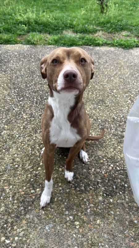 Photo #3 de BULL 2 ans, super chien aussi mignon qu'adorable !