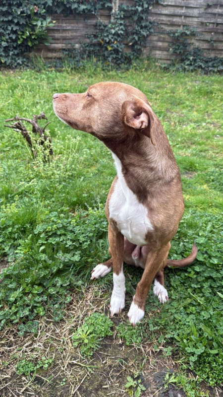 Photo #5 de BULL 2 ans, super chien aussi mignon qu'adorable !