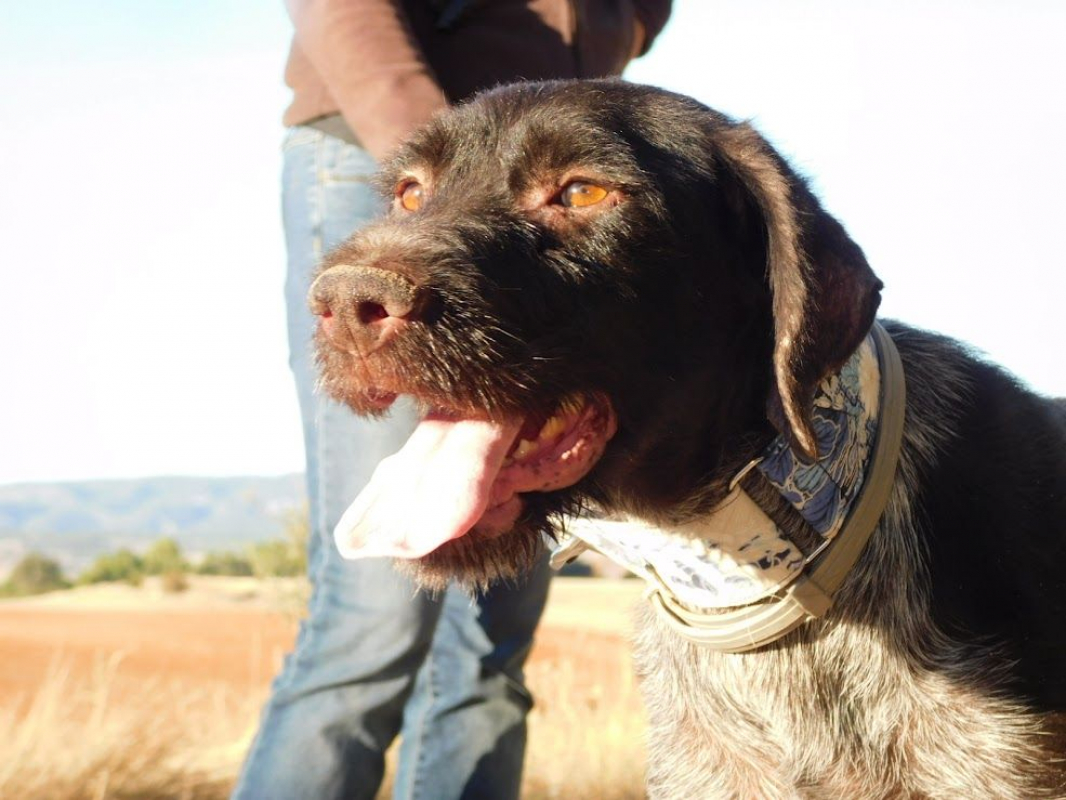 Photo #1 de DERYA 5 ans, femelle Drahthaar Allemand affectueuse et fidèle !