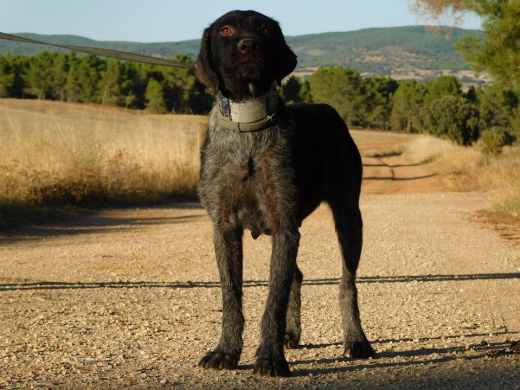 Photo #4 de DERYA 5 ans, femelle Drahthaar Allemand affectueuse et fidèle !