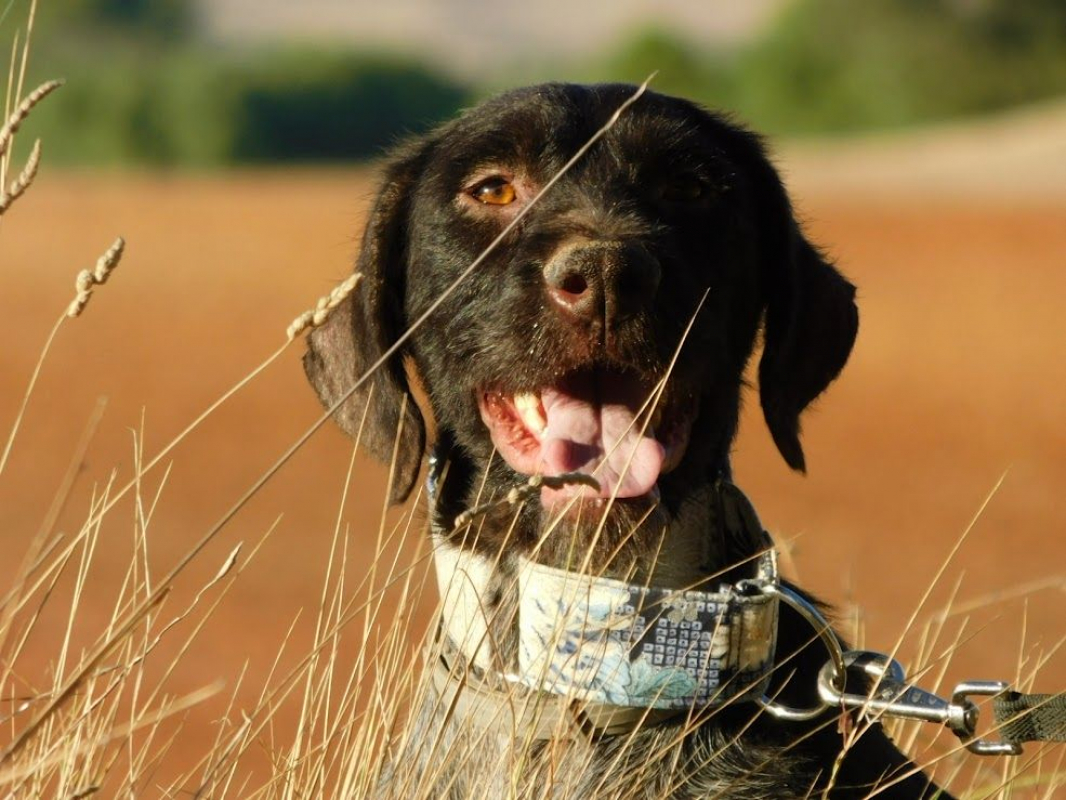Photo #5 de DERYA 5 ans, femelle Drahthaar Allemand affectueuse et fidèle !