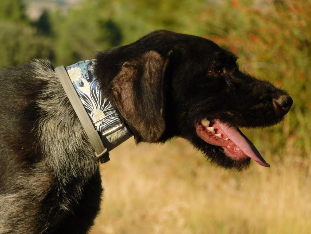 Photo #6 de DERYA 5 ans, femelle Drahthaar Allemand affectueuse et fidèle !