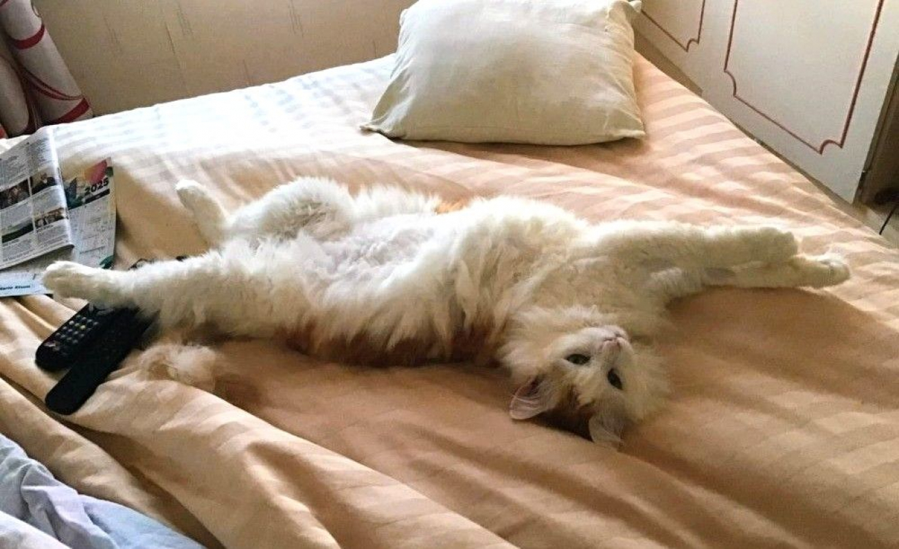 Photo #1 de VAILLANT