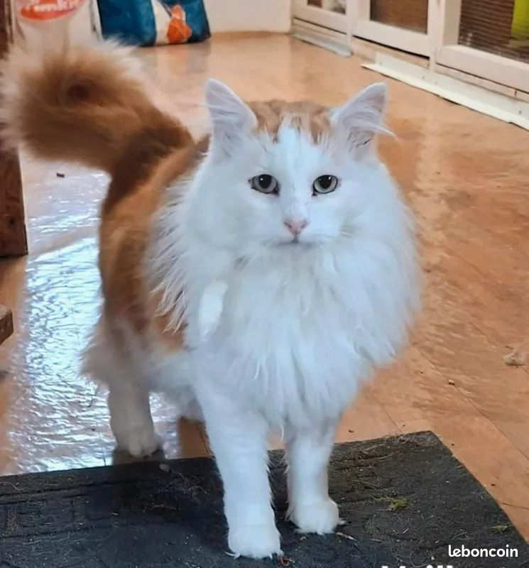 Photo #2 de VAILLANT