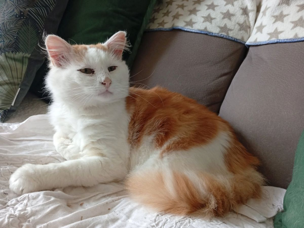 Photo #3 de VAILLANT