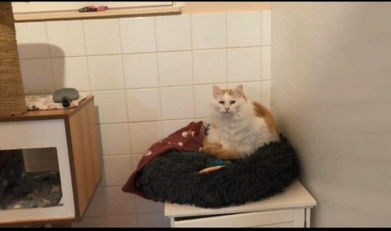 Photo #4 de VAILLANT