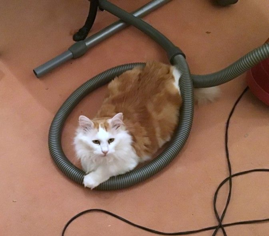 Photo #6 de VAILLANT