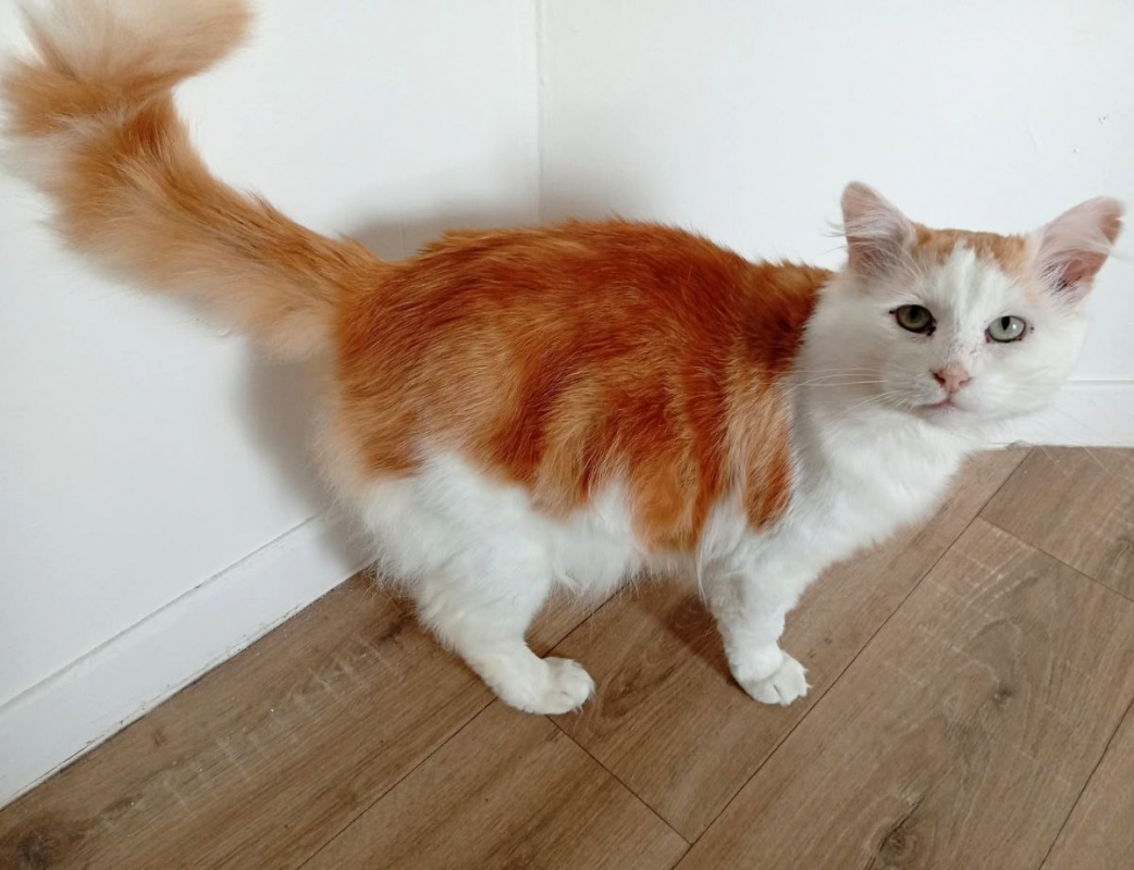 Photo #7 de VAILLANT