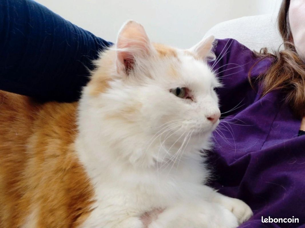 Photo #8 de VAILLANT