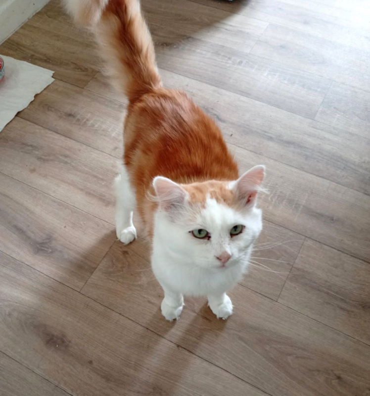 Photo #9 de VAILLANT