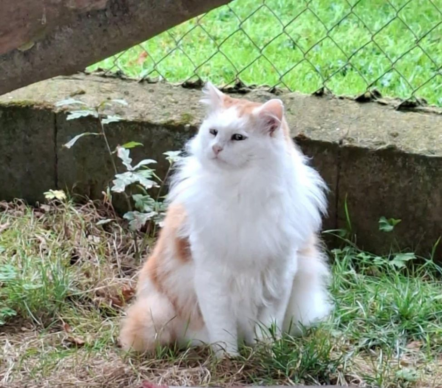 Photo #10 de VAILLANT