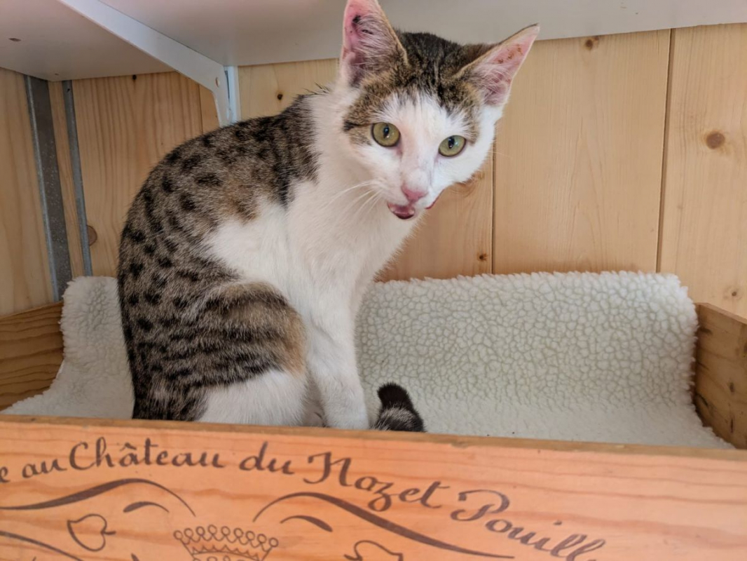 Photo #1 de SECOTINE