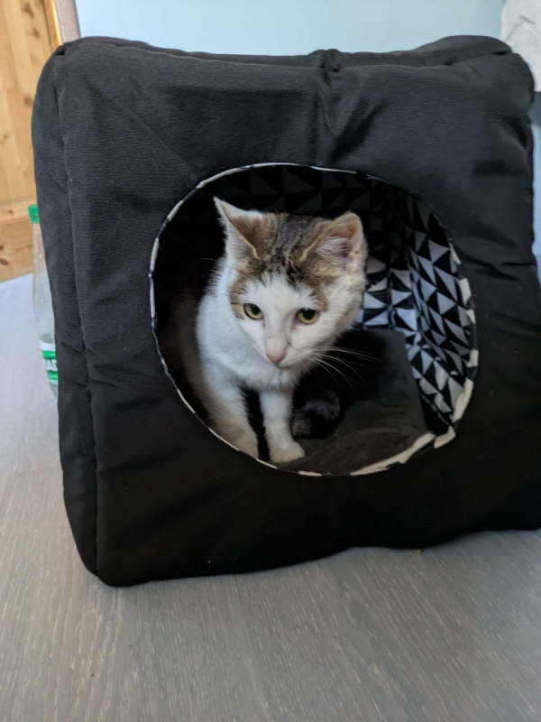 Photo #2 de SECOTINE