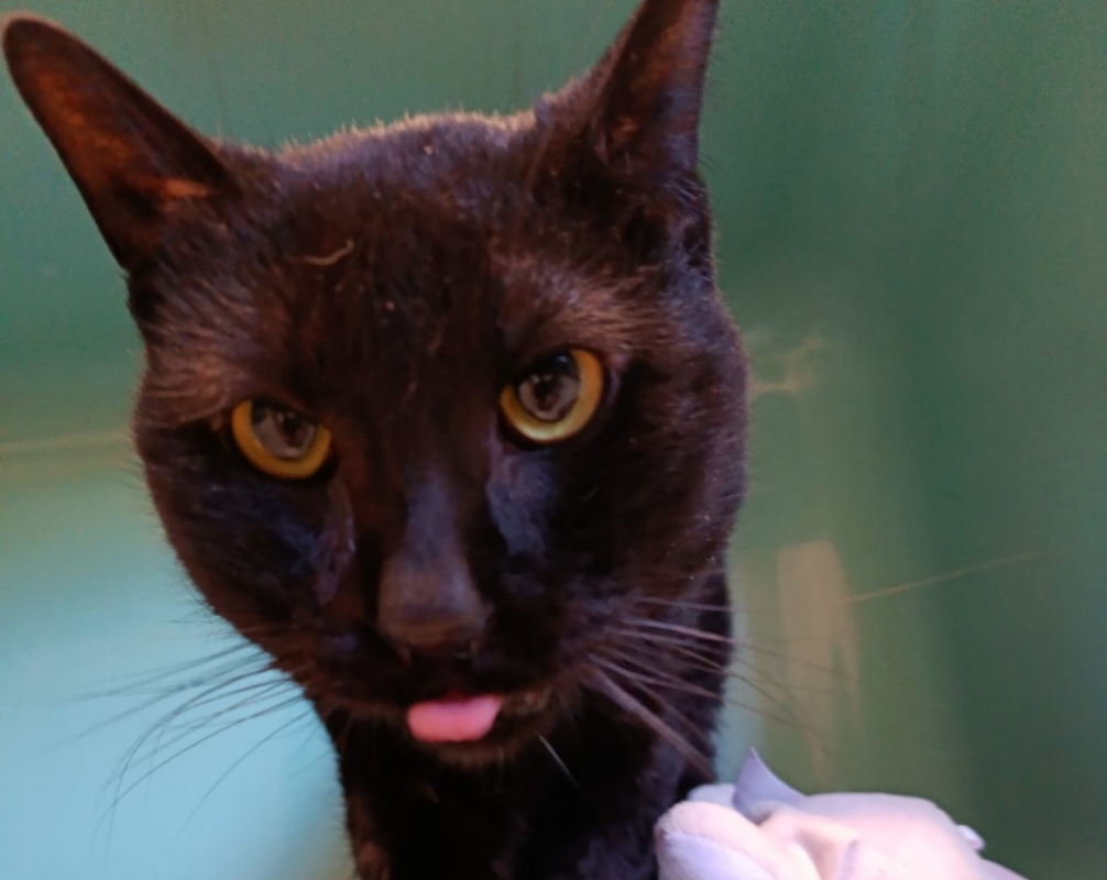 Photo de Mistinguette