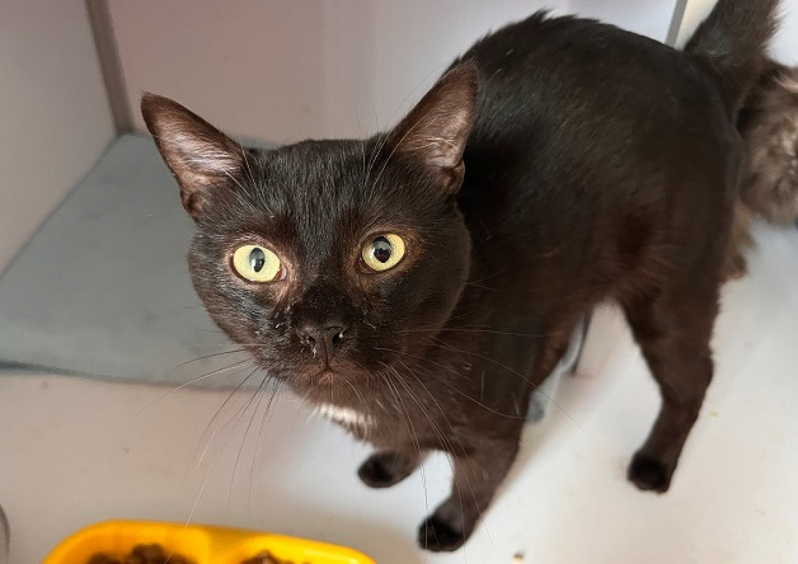 Photo de Surycat