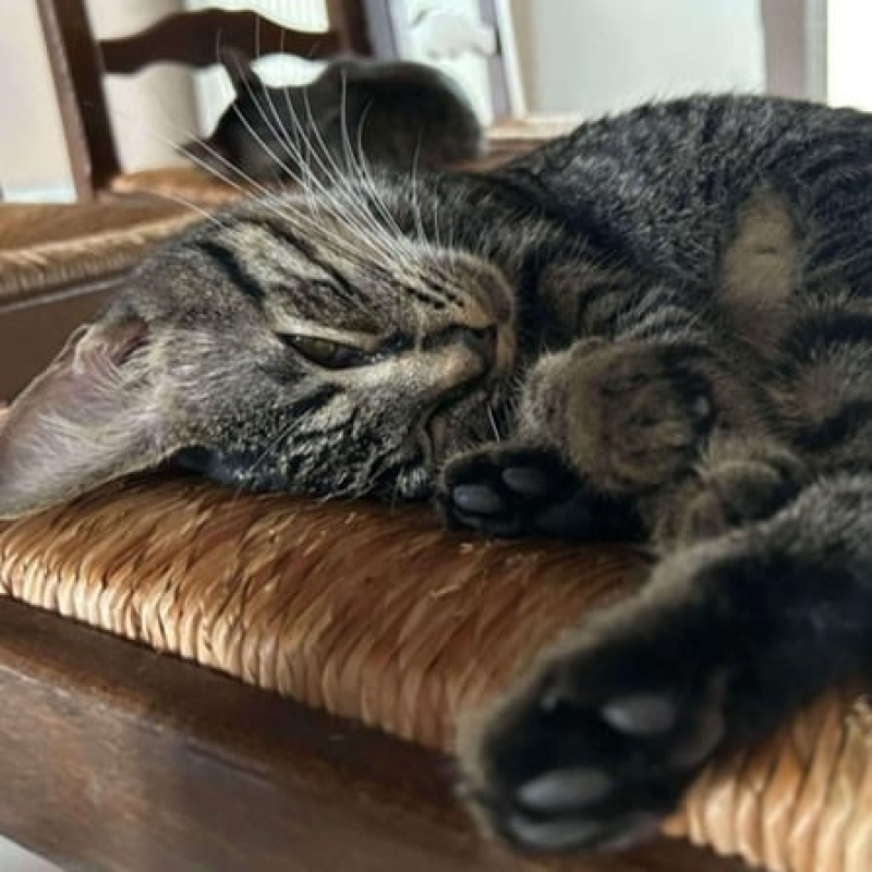 Photo de Hathor