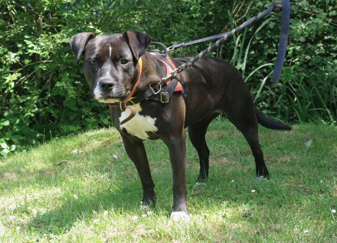Photo #4 de Tonie
