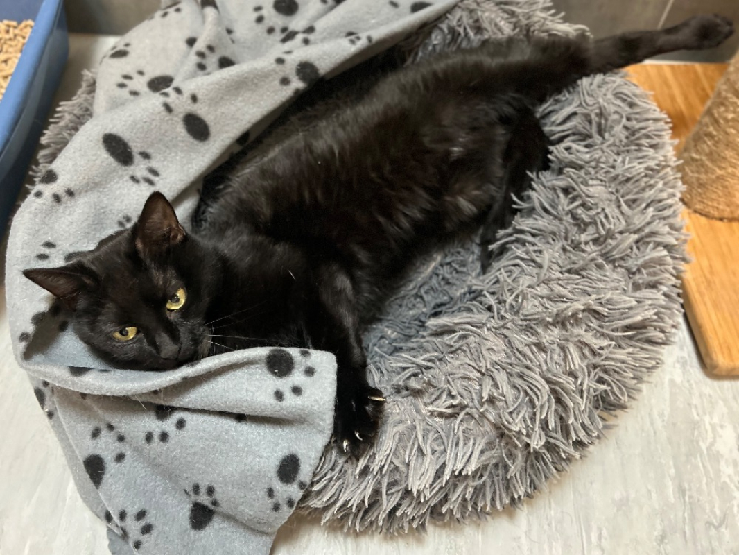 Photo #1 de Cat soulet