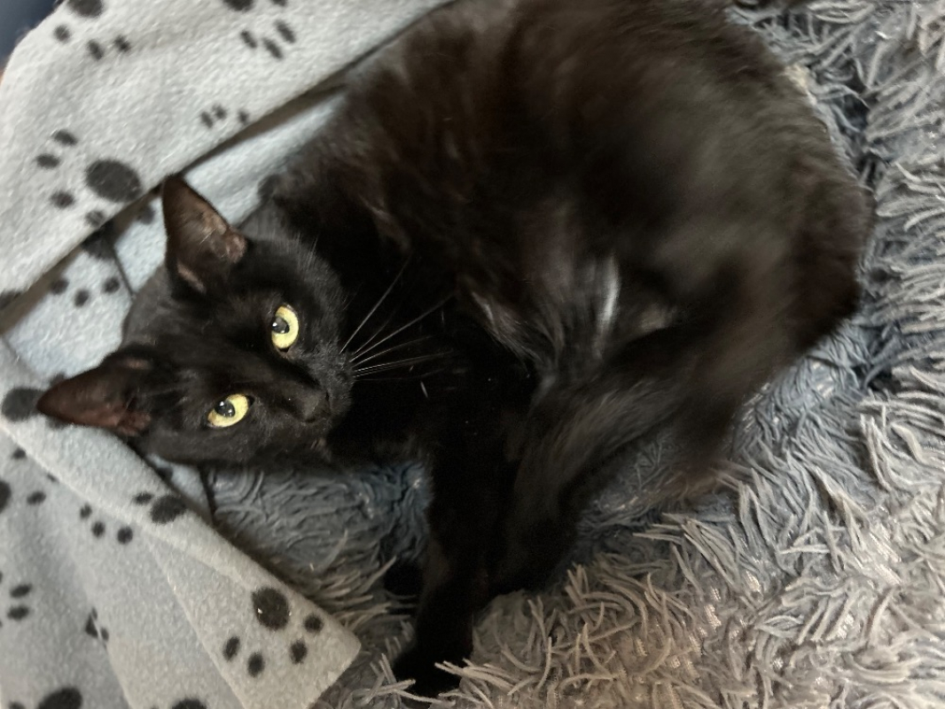 Photo #2 de Cat soulet