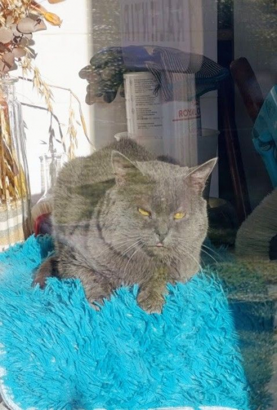 Photo #1 de GRISOUILLE