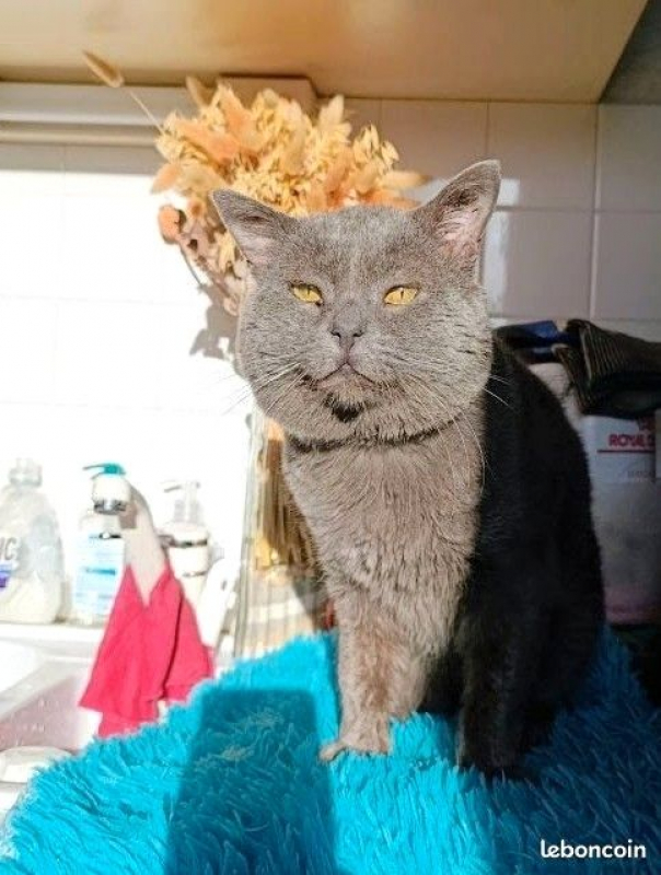 Photo #2 de GRISOUILLE