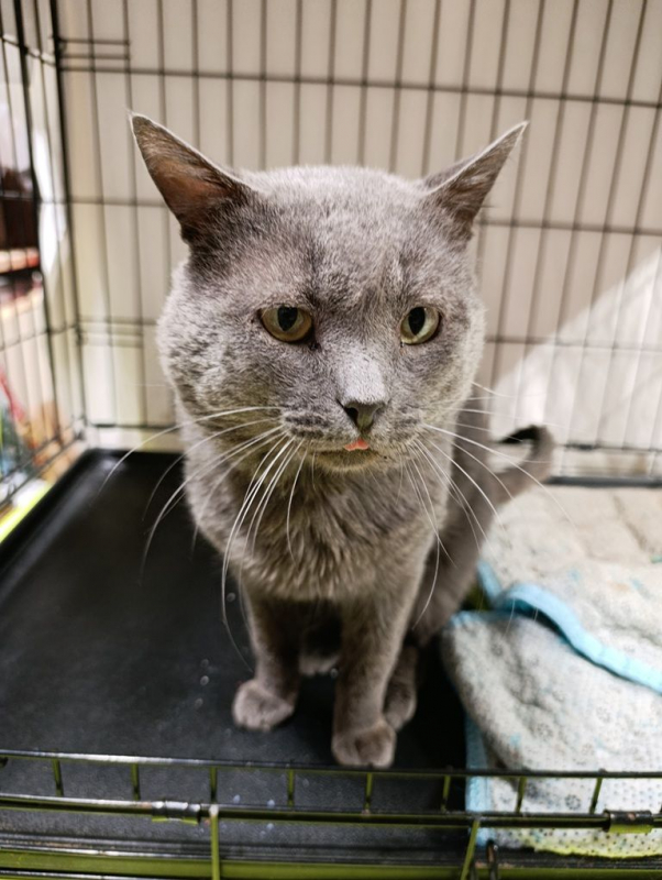 Photo #3 de GRISOUILLE