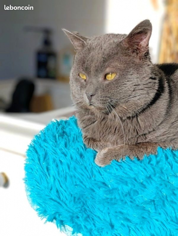 Photo #5 de GRISOUILLE