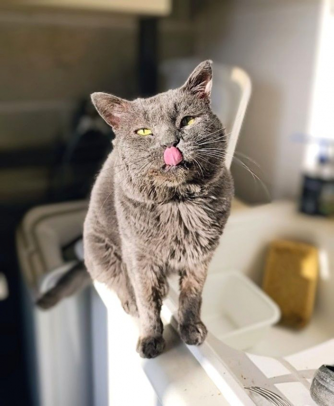 Photo #6 de GRISOUILLE