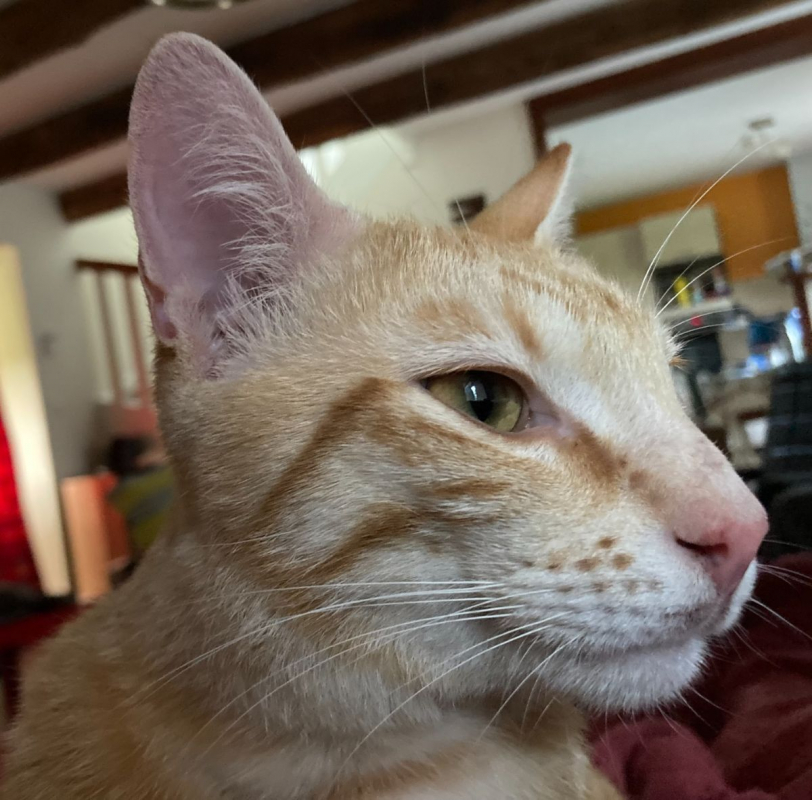 Photo #2 de TASPANZI