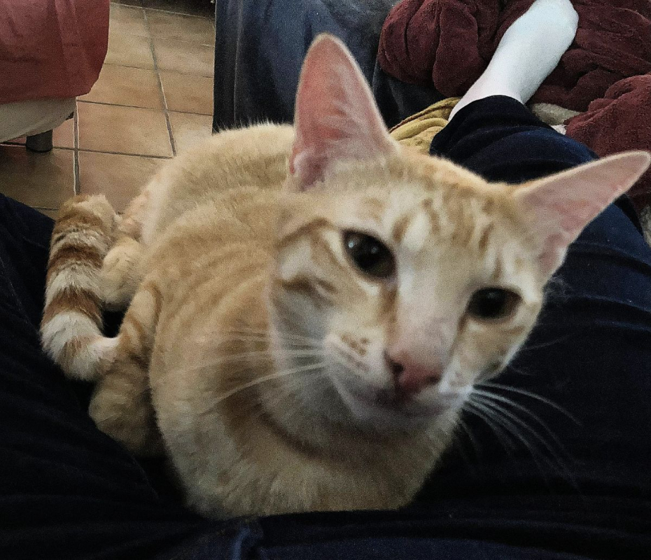 Photo #3 de TASPANZI