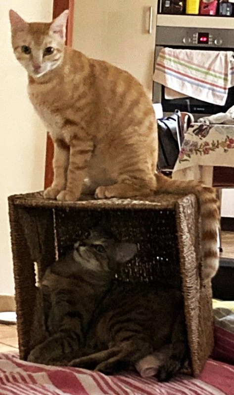 Photo #4 de TASPANZI