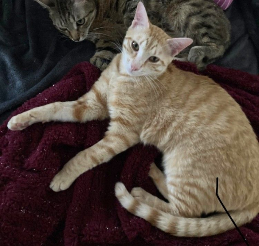 Photo #1 de TASPANZI