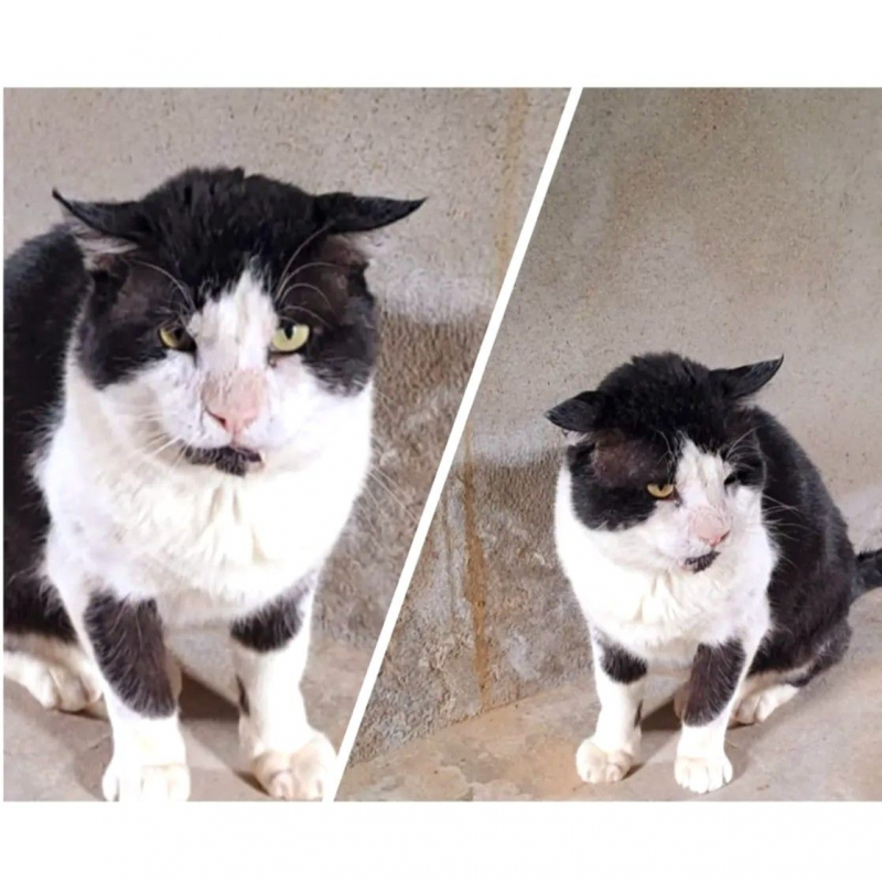 Photo #2 de ARLEQUIN