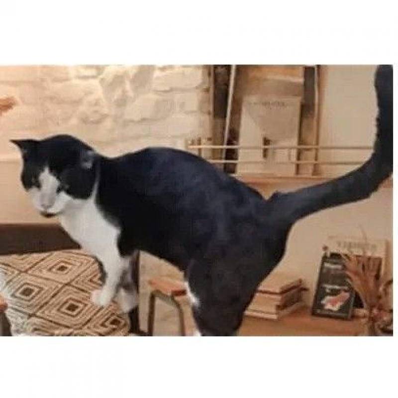 Photo #3 de ARLEQUIN