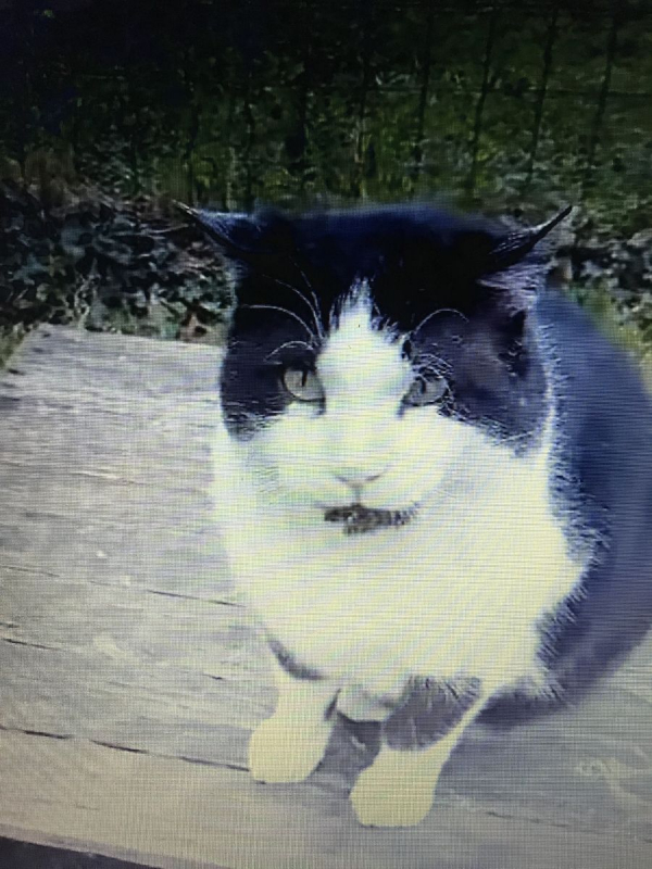 Photo #1 de ARLEQUIN