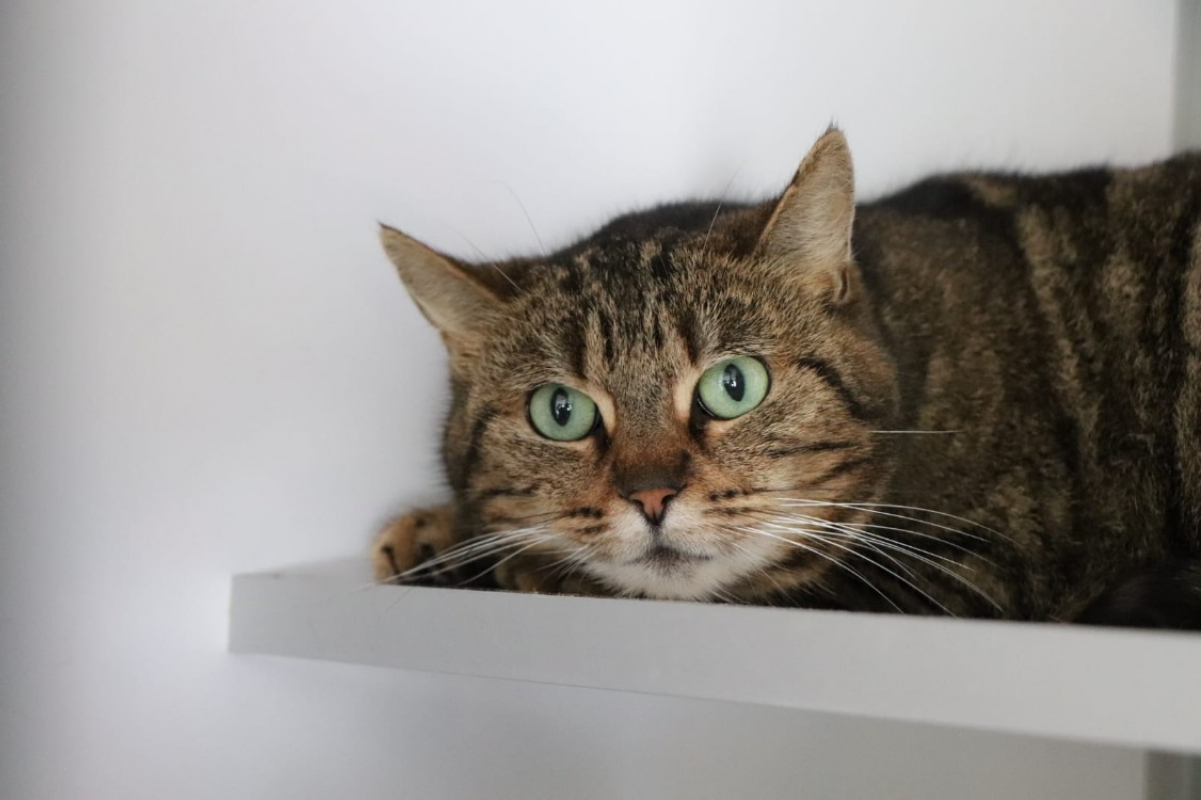 Photo #1 de Clochette