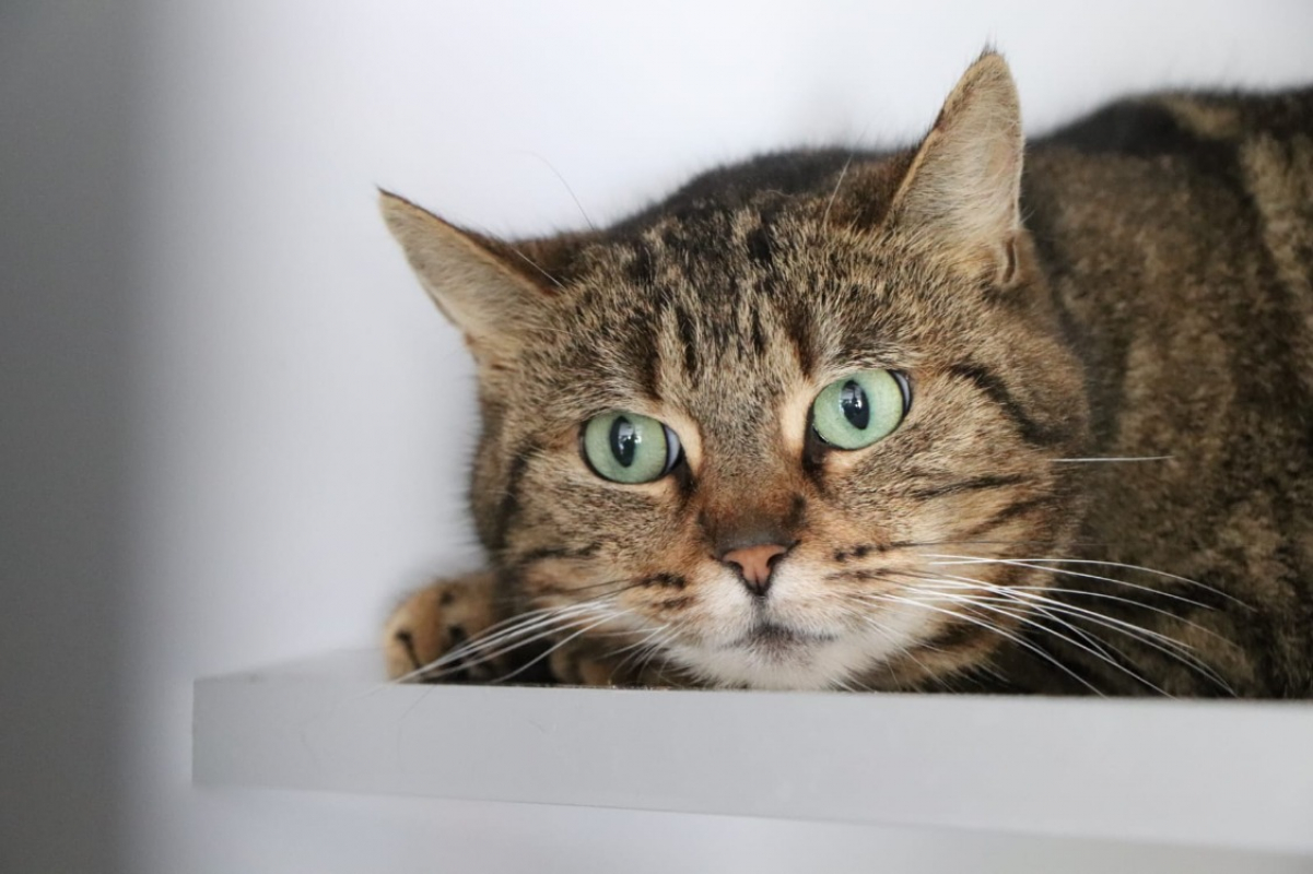 Photo #2 de Clochette