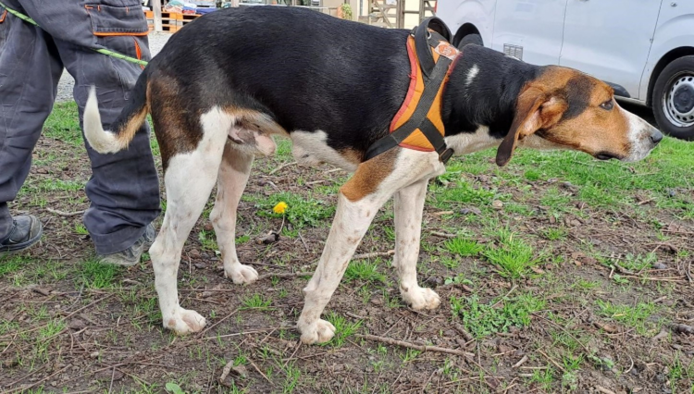 Photo #2 de Sanglier