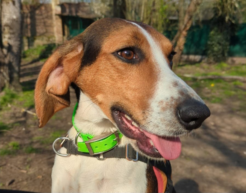 Photo #1 de Sanglier