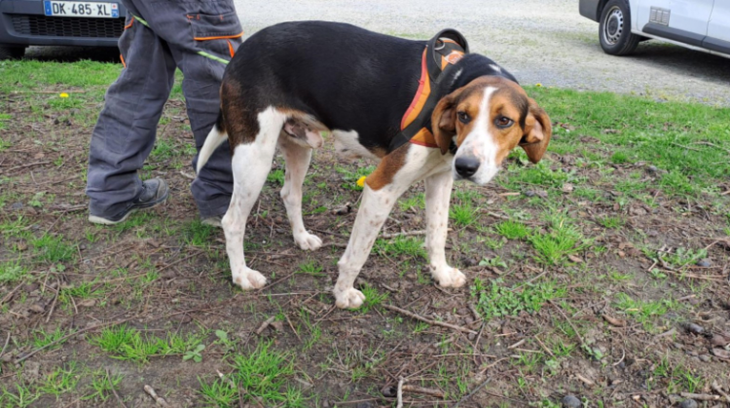 Photo #5 de Sanglier