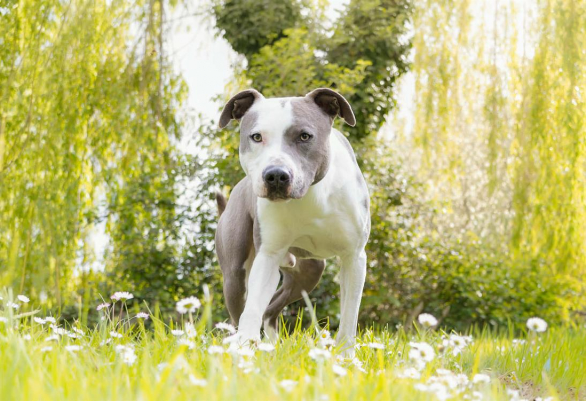 Photo #1 de Baxter