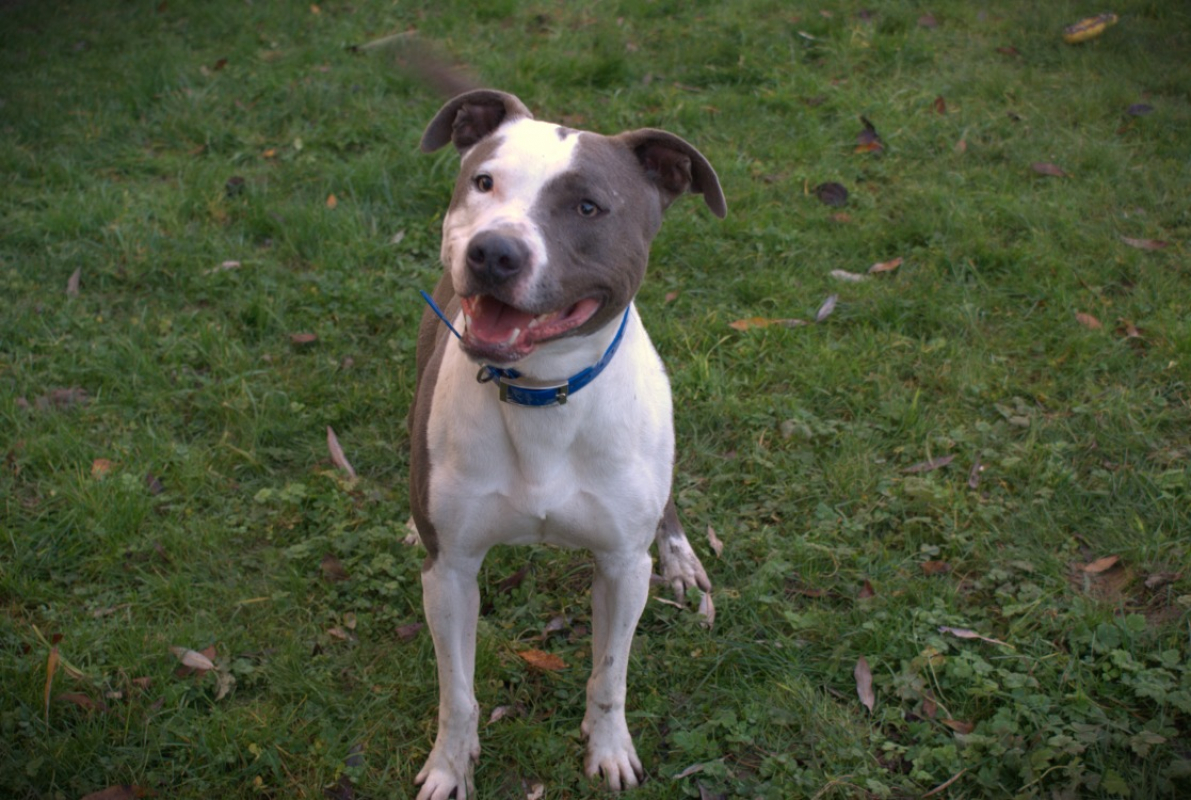 Photo #2 de Baxter