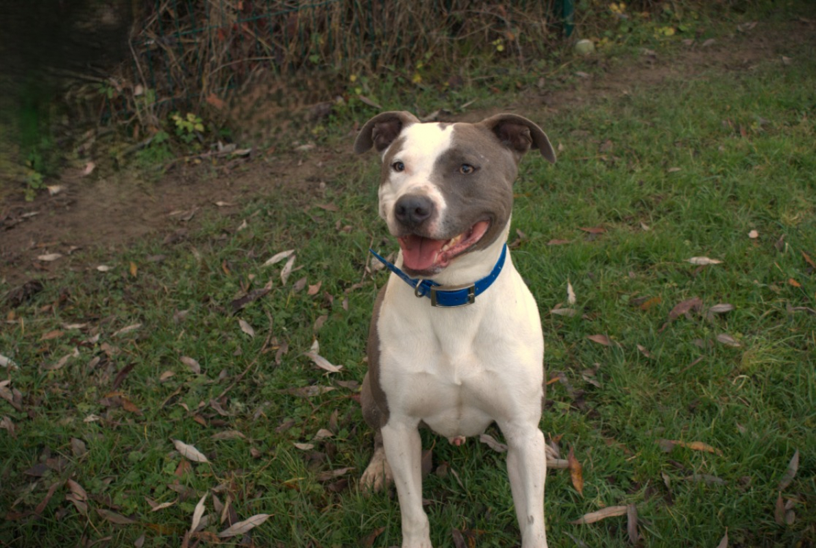 Photo #3 de Baxter
