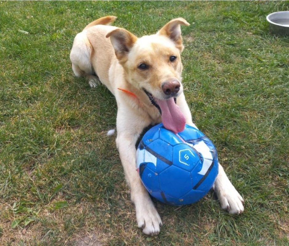 Chico - Chien à adopter